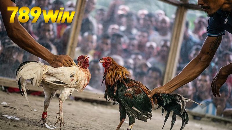 Cá cược đá gà 789win - Tỷ lệ cao, thắng lớn mỗi ngày 5 Hướng dẫn tham gia cá cược đá gà trên 789Win