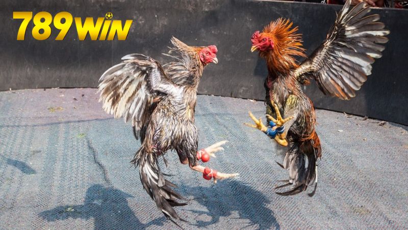 Cá cược đá gà 789win - Tỷ lệ cao, thắng lớn mỗi ngày 6 Chiến lược và mẹo chơi cá cược đá gà hiệu quả