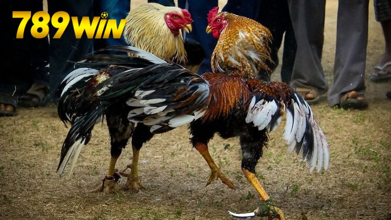 Cá cược đá gà 789win - Tỷ lệ cao, thắng lớn mỗi ngày 7 Rủi ro, lợi ích và khía cạnh pháp lý