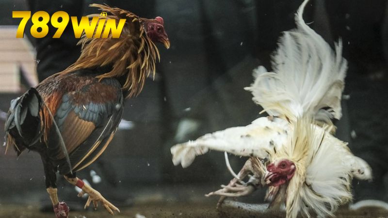 Đá gà online 789win – Cược trực tiếp, thắng tiền thật 5 Giới thiệu về Đá Gà Online 789win