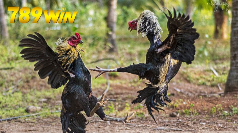 Đá gà online 789win – Cược trực tiếp, thắng tiền thật 6 Hướng dẫn tham gia đá gà online trên 789win