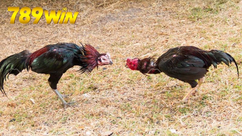 Đá gà online 789win – Cược trực tiếp, thắng tiền thật 7 Chiến lược và mẹo khi chơi đá gà online