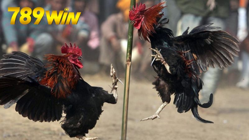 Đá gà trực tiếp 789win - Xem cực đã, cược cực chất 5 Hướng dẫn tham gia đá gà trực tiếp