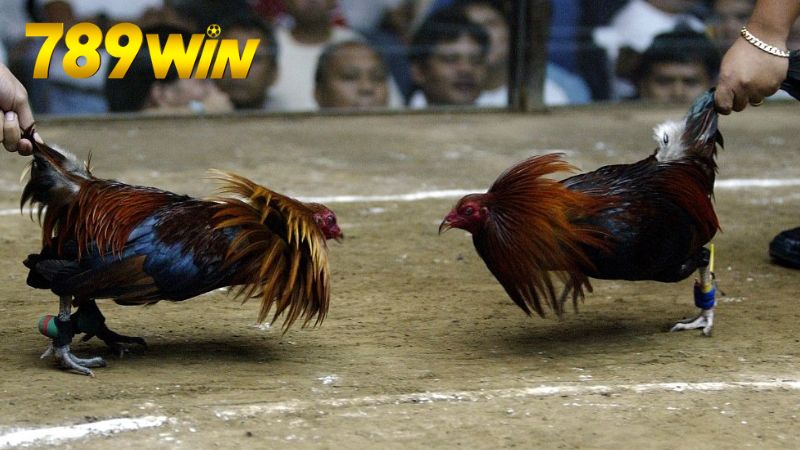Đá gà trực tiếp 789win - Xem cực đã, cược cực chất 7 Lợi ích và rủi ro khi chơi