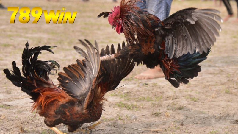 Xem đá gà Campuchia 789win – Trực tiếp HD, cược dễ thắng 5 Giới thiệu về đá gà Campuchia