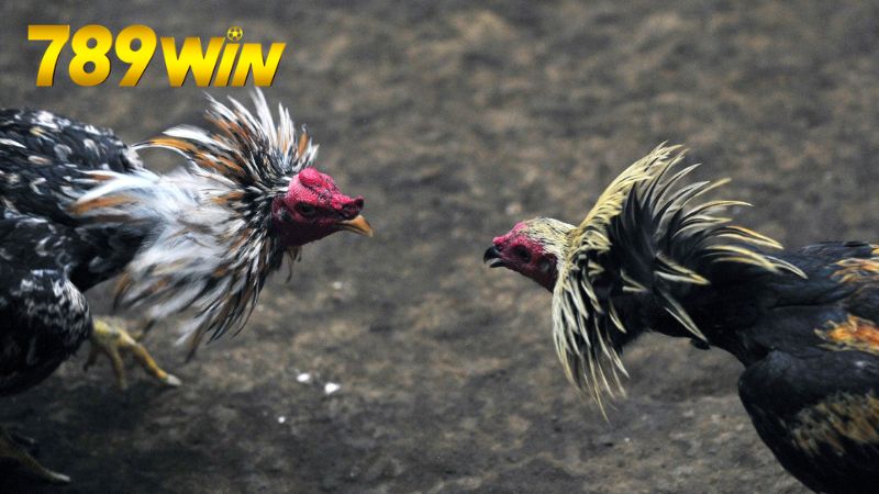 Xem đá gà Campuchia 789win – Trực tiếp HD, cược dễ thắng 7 Những chiến thuật và mẹo khi cá cược đá gà