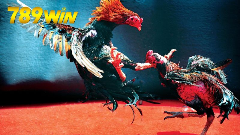 Xem đá gà Campuchia 789win – Trực tiếp HD, cược dễ thắng 6 Cách xem trực tiếp đá gà Campuchia trên 789win